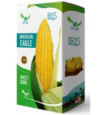 Maize / Sweet Corn F1 Iris American Eagle 500 grams
